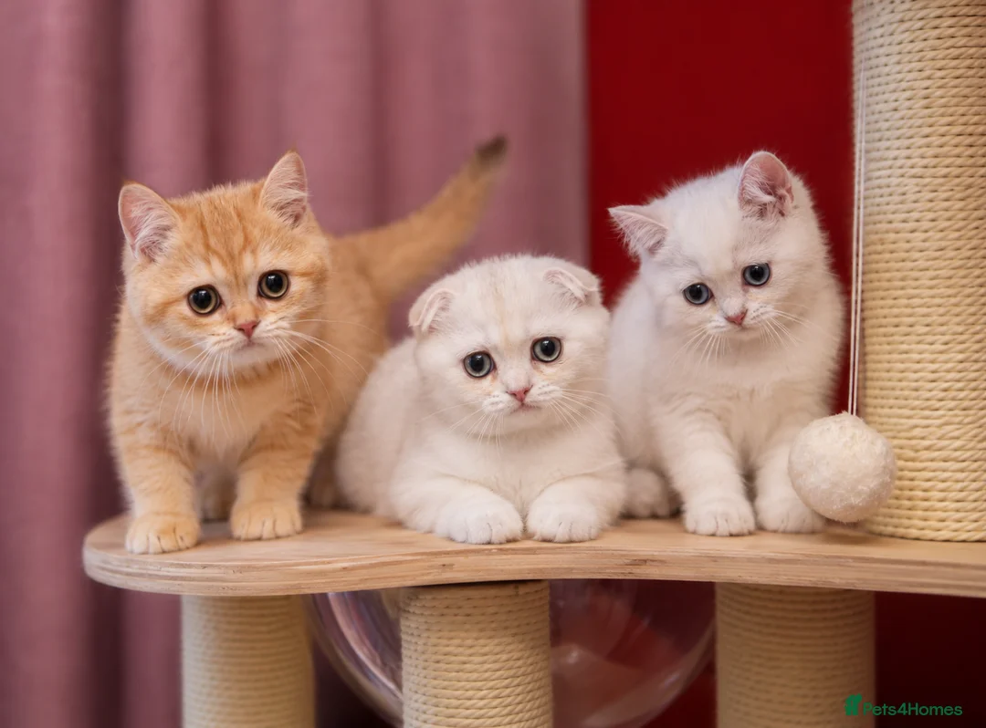 Scottish Fold cats for sale: Scottish fold and straight girls - Advert 1