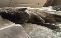British Shorthair cats for sale: British blue BSH  - Image 17
