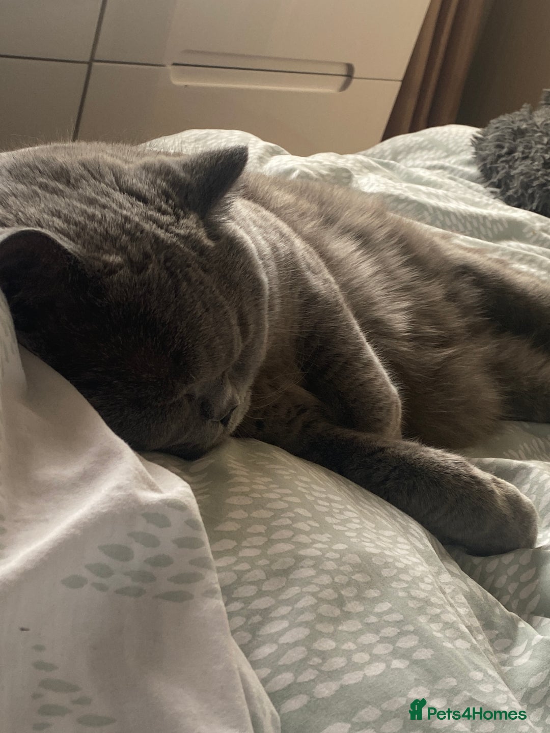 British Shorthair cats for sale: British blue BSH  - Image 17