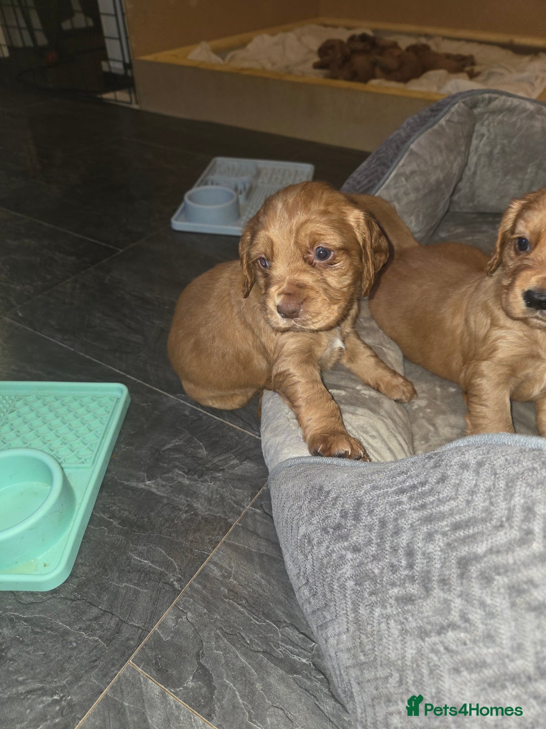 Cocker Spaniel dogs for sale: Beautiful cocker spaniel pups  - Advert 14