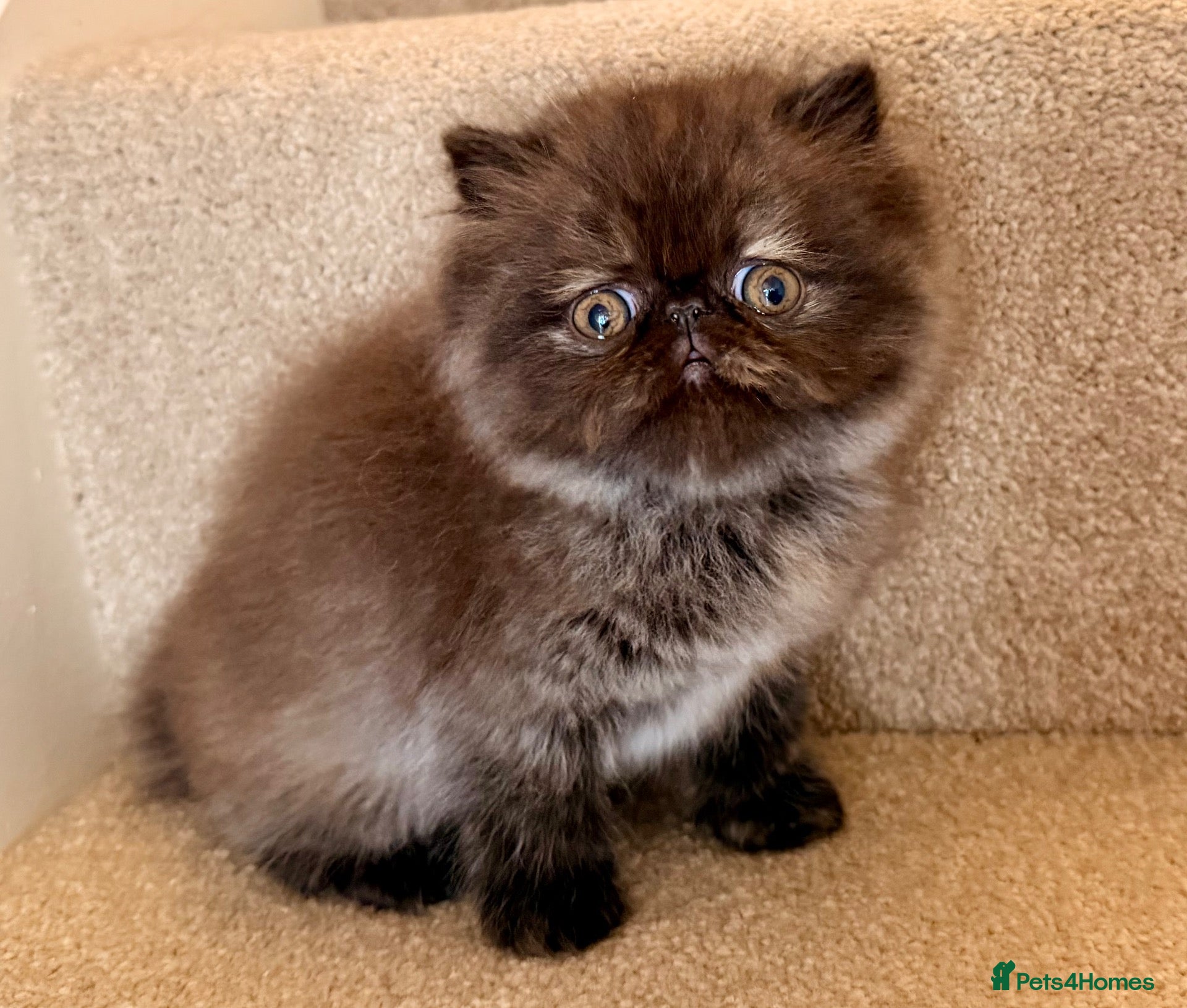Persian cats Beautiful Pedigree Persian Tortie Female - Advert 1