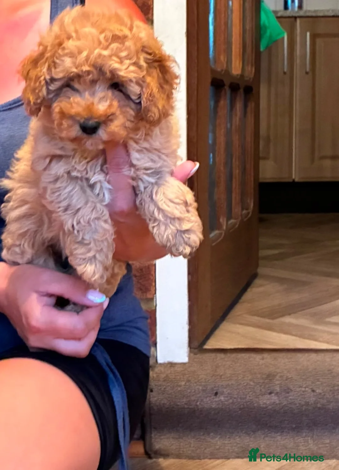 Miniature Poodle dogs for sale: 7 outstanding KC registered miniature's poodles  - Advert 2