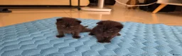 Scottish Fold cats for sale: Scottish fold kittens  in Manchester - Advert 9