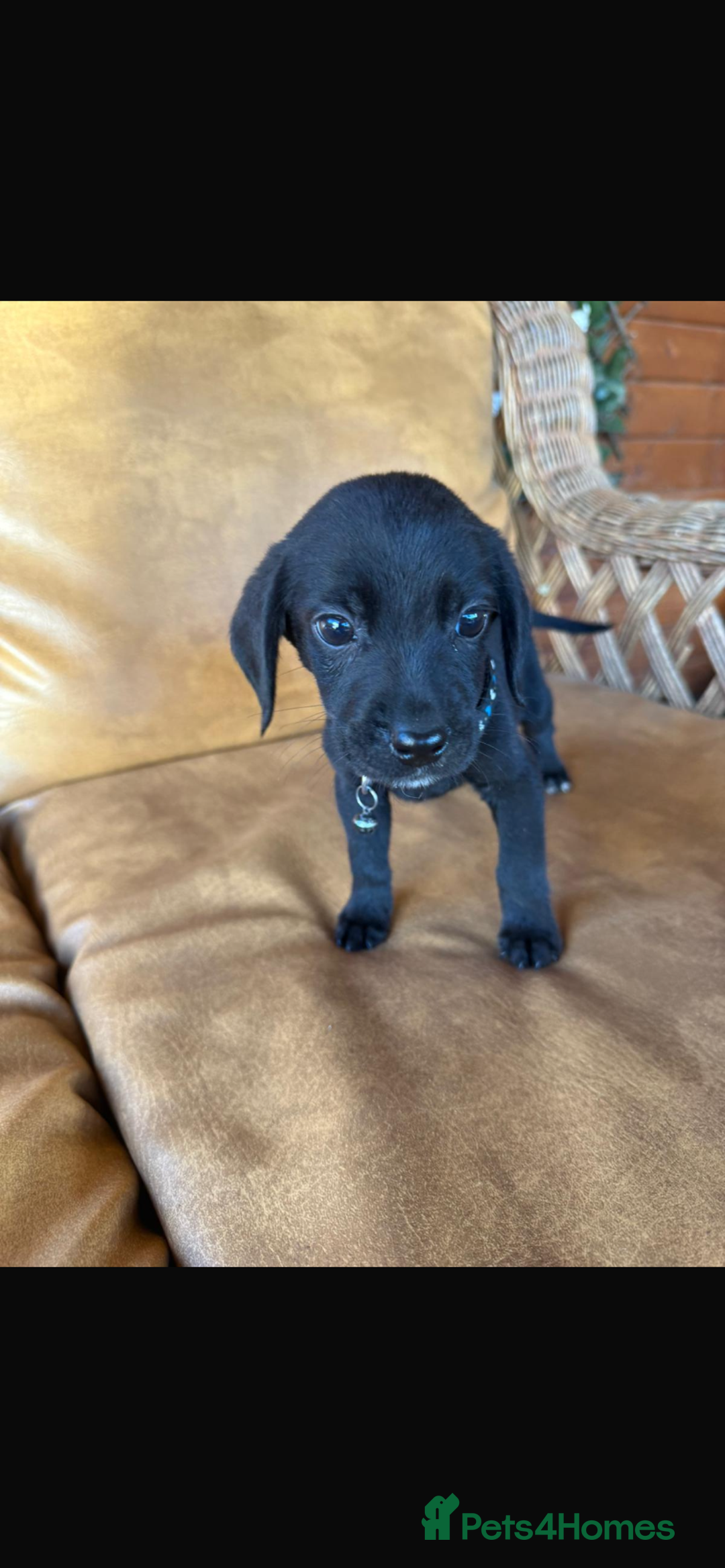 Mixed Breed dogs for sale: 7 playful beagledoor pups - Image 4