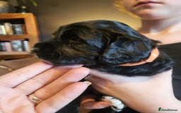 Sproodle dogs for sale: Sproodle puppies - Image 6