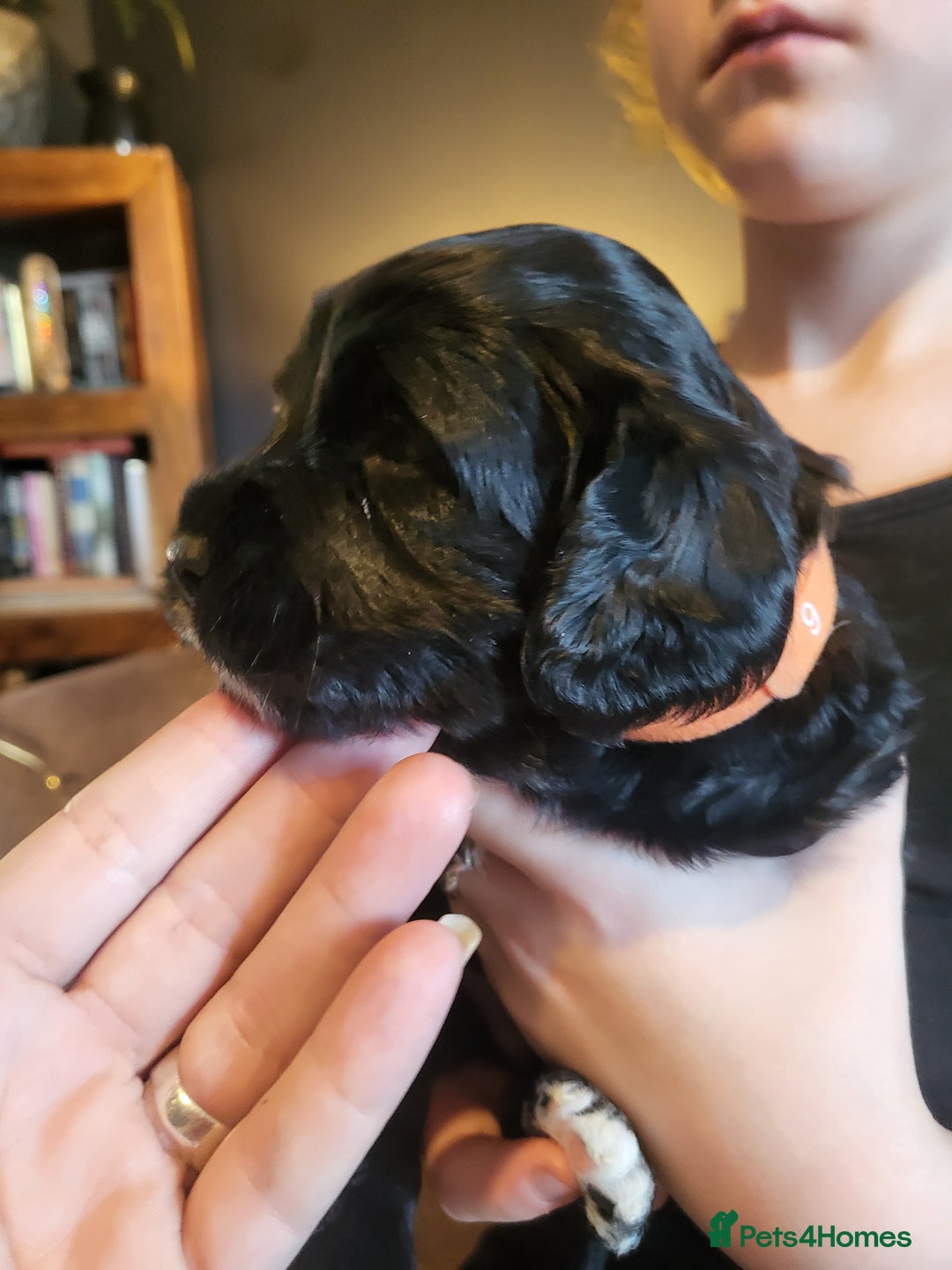 Sproodle dogs for sale: Sproodle puppies - Image 6