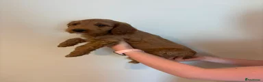 Cockapoo 4