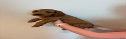 Cockapoo dogs for sale: 🧡💛 ADORABLE F1B COCKAPOO PUPPIES 💛🧡 - Advert 3