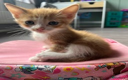 Mixed Breed cats for sale: 2 beautiful ginger male cats - Image 2
