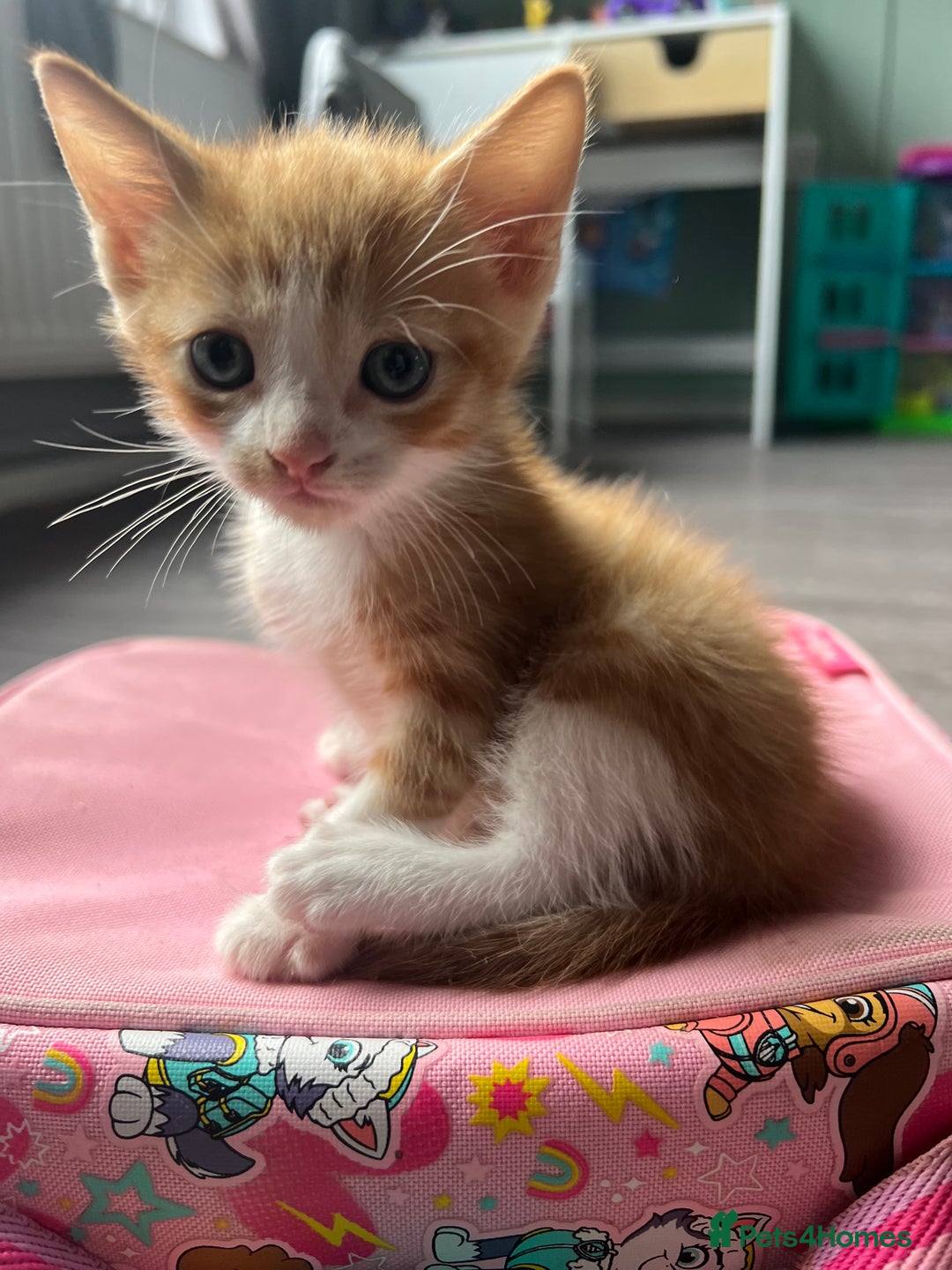 Mixed Breed cats for sale: 2 beautiful ginger male cats - Image 2
