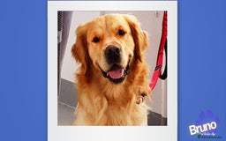 Golden Retriever dogs for stud: KCReg Well Proven Golden Stud, Health & DNA Tested in Wilmslow - Image 5