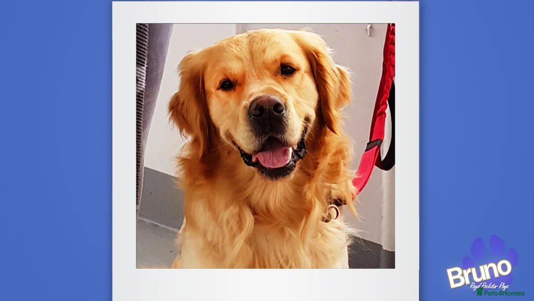 Golden Retriever dogs for stud: KCReg Well Proven Golden Stud, Health & DNA Tested in Wilmslow - Advert 5