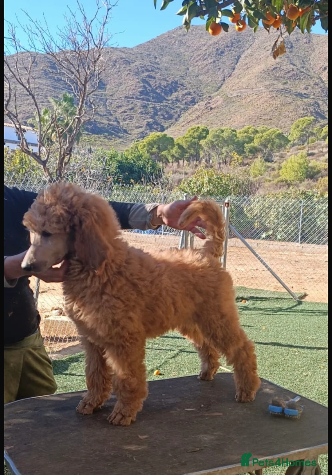 Standard Poodle dogs for stud: STANDARD POODLE STUD  in Falmouth - Advert 8
