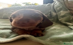 Dachshund dogs for sale: 6 beautiful dachshund puppies for sale - Image 7