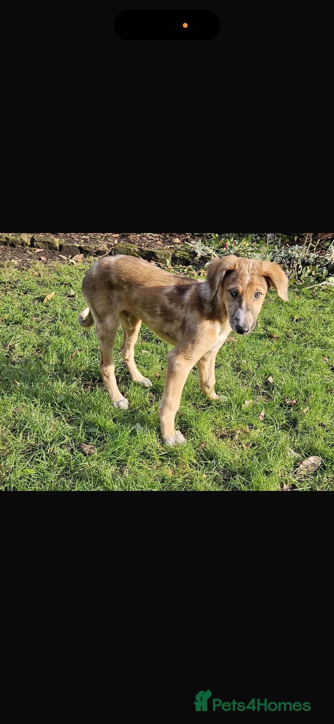 Lurcher dogs for sale: Red Merle Lurcher pup  - Advert 2