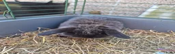 Mini Lop rabbits for sale: 3 female mini lop ear bunnies - Advert 3
