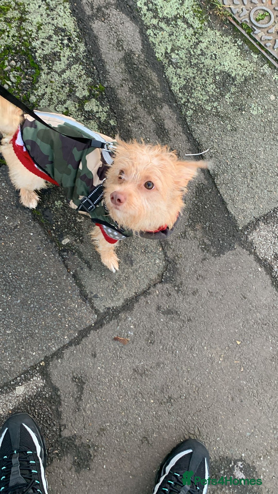 Mixed Breed dogs for sale: 10 month boy jack Russell x Chihuahua. - Advert 1