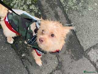 Mixed Breed dogs 10 month boy jack Russell x Chihuahua. - Advert 1