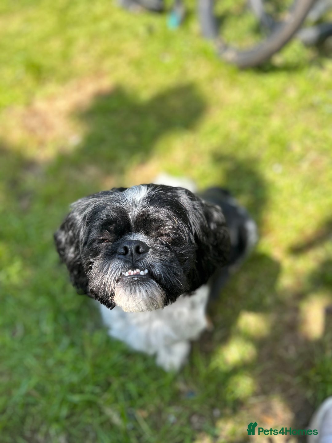 Shih Tzu dogs for stud: Sid the shih tzu stud  - Image 3