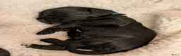 Cocker Spaniel dogs for sale: 🐾🐶Beautiful black show type cocker spaniels 🐾🐶 in Alton - Advert 17