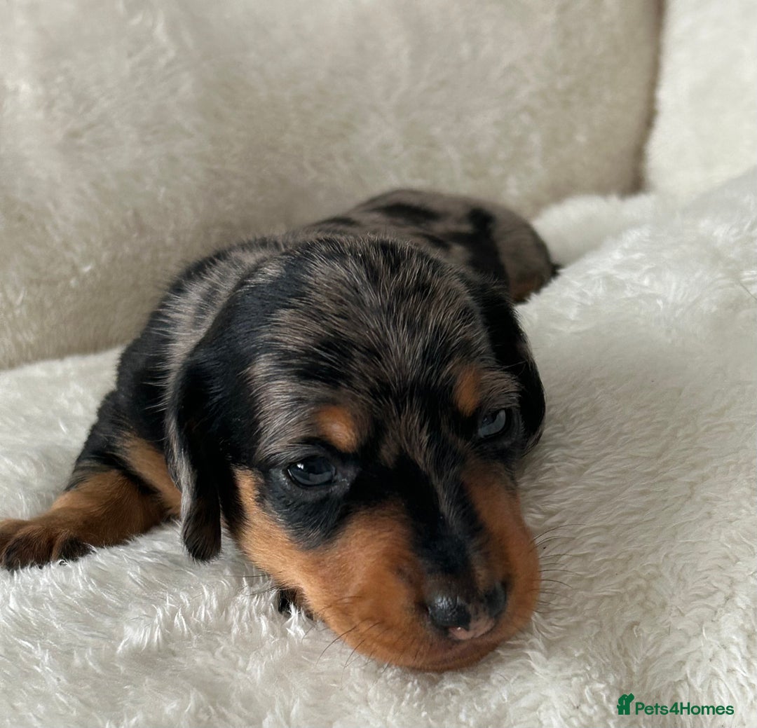 Miniature Dachshund dogs for sale: 1 boy left beautiful silver dapple boys  - Image 15