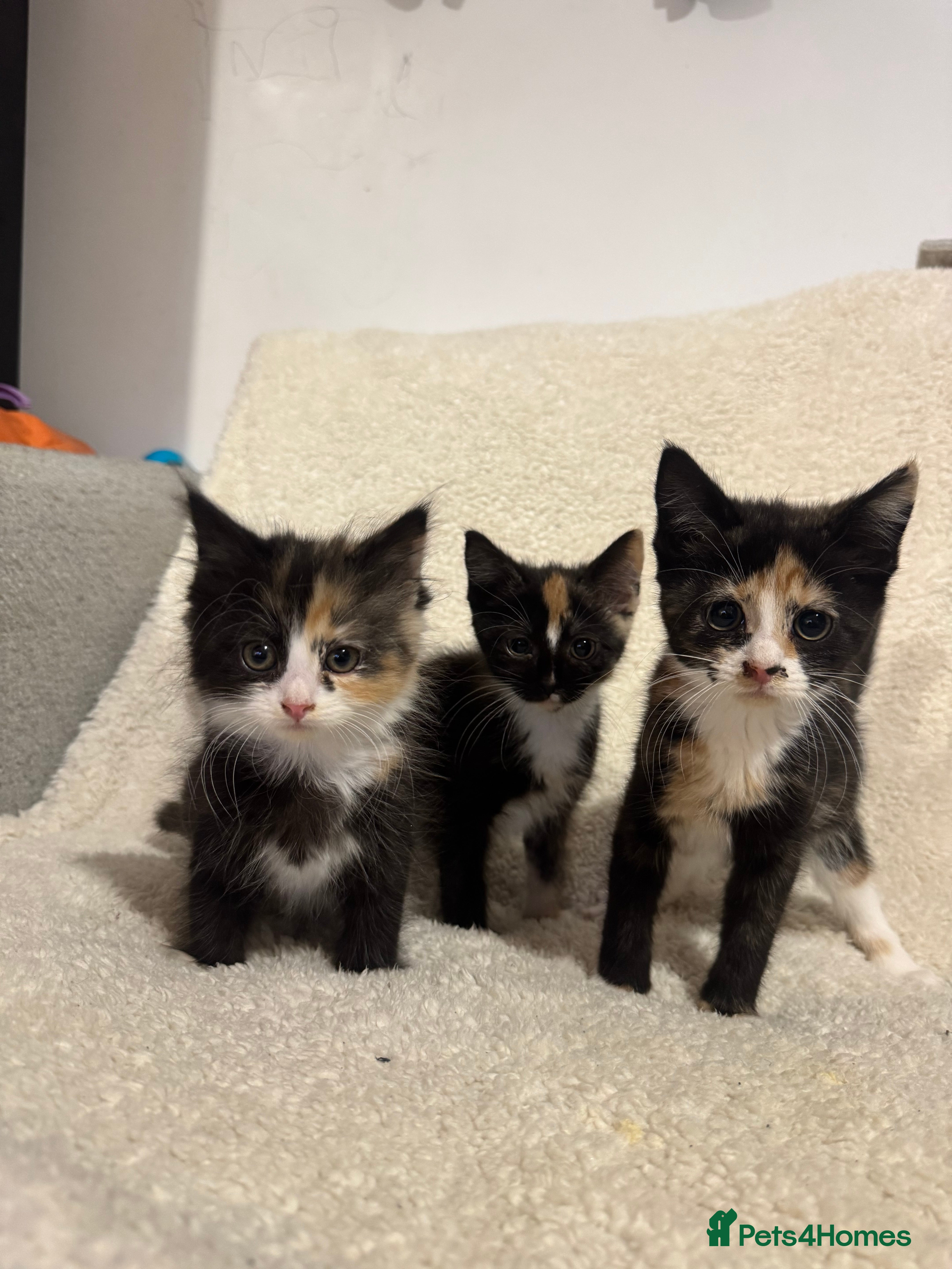 Mixed Breed cats Kittens for Rehoming - Advert 7