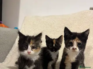 Mixed Breed cats Kittens for Rehoming - Advert 7