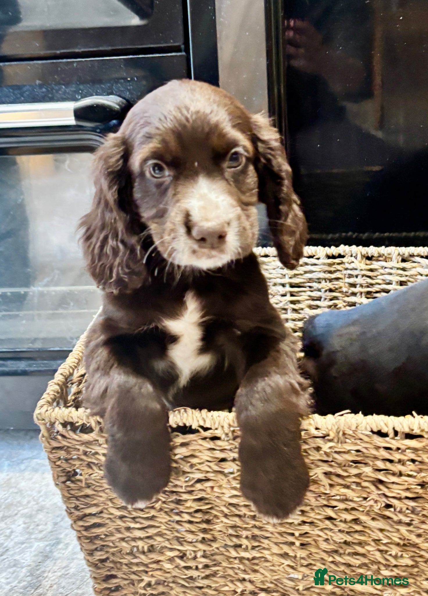 Cocker Spaniel dogs 🐾** Ready Now** Working RKC Cockers Puppies🐾 - Advert 2