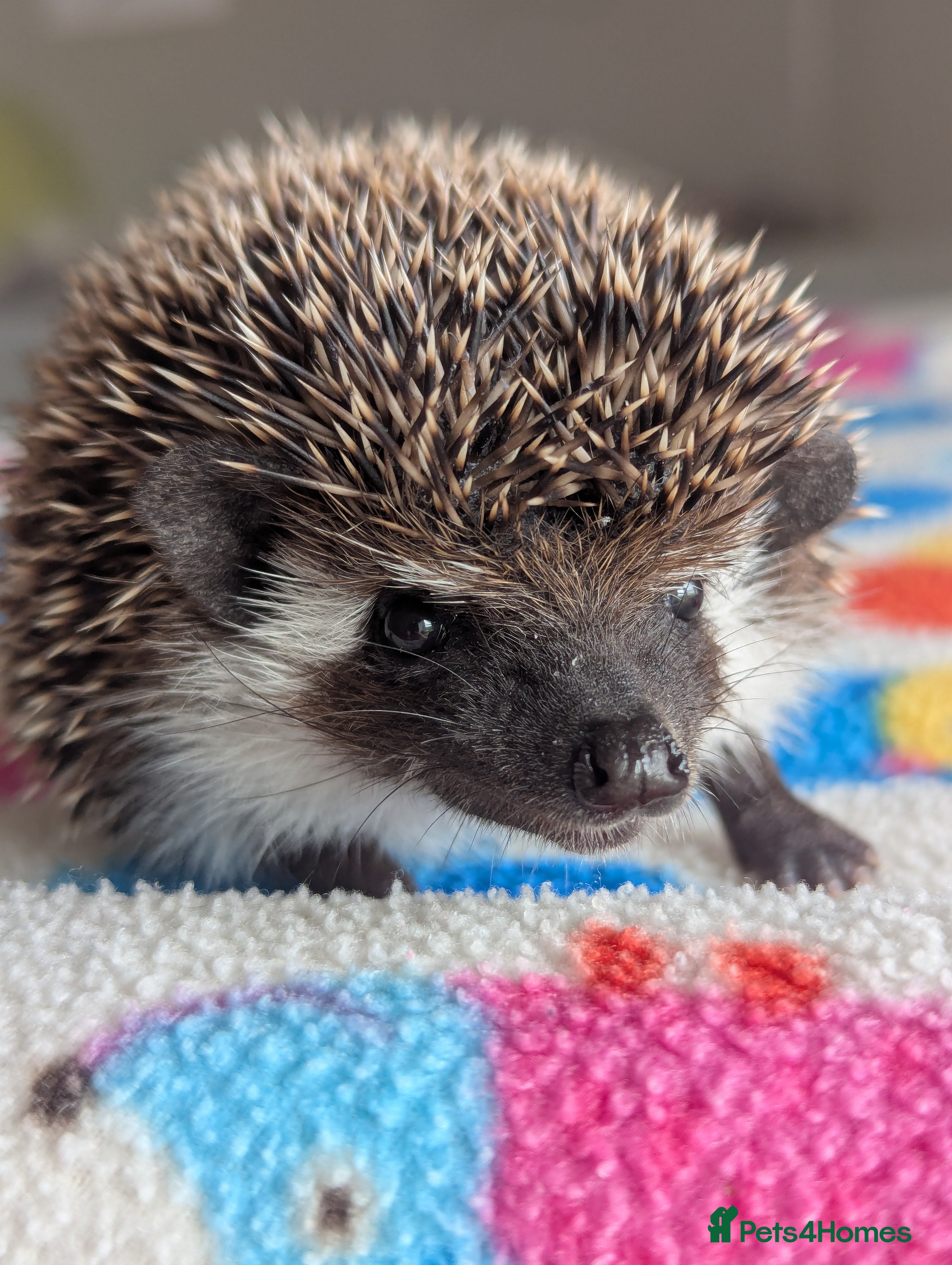 Pygmy Hedgehog rodents Beautiful Baby Hoglets Ready Now!!! - Advert 9