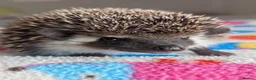 Pygmy Hedgehog rodents for sale: Beautiful Baby Hoglets Ready Now/Reserve - Advert 1