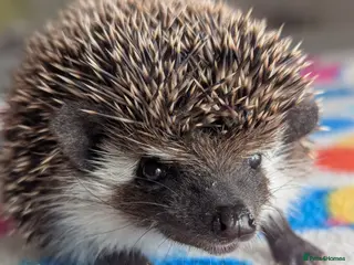 Pygmy Hedgehog rodents Beautiful Baby Hoglets Ready Now!!! - Advert 4