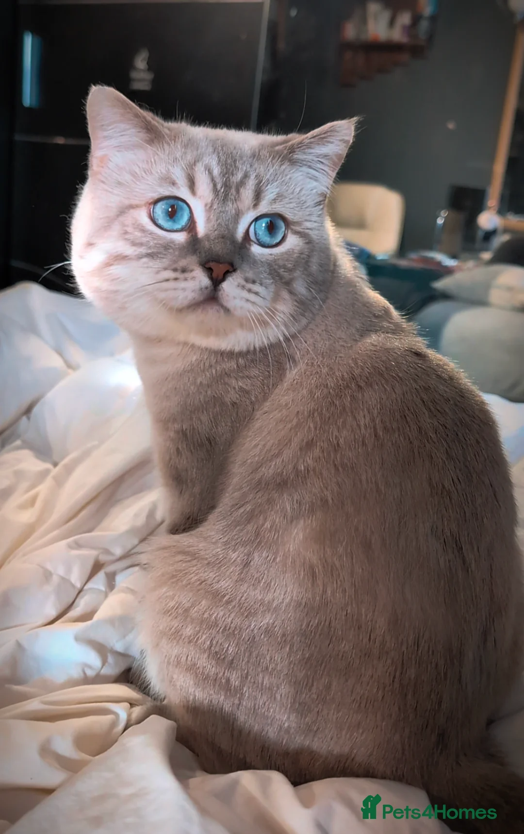 British Shorthair cats for stud: 🌊Proven STUD 🟦BSH Colourpoint King TICA/GCCF   in London - Advert 8