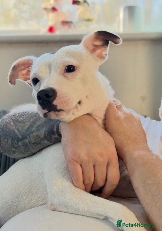 Staffordshire Bull Terrier dogs New Forever Home Required For Winnie - Advert 1