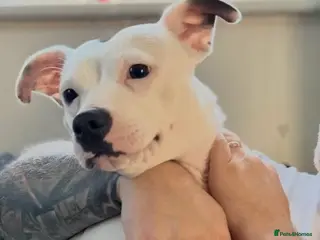 Staffordshire Bull Terrier dogs New Forever Home Required For Winnie - Advert 1