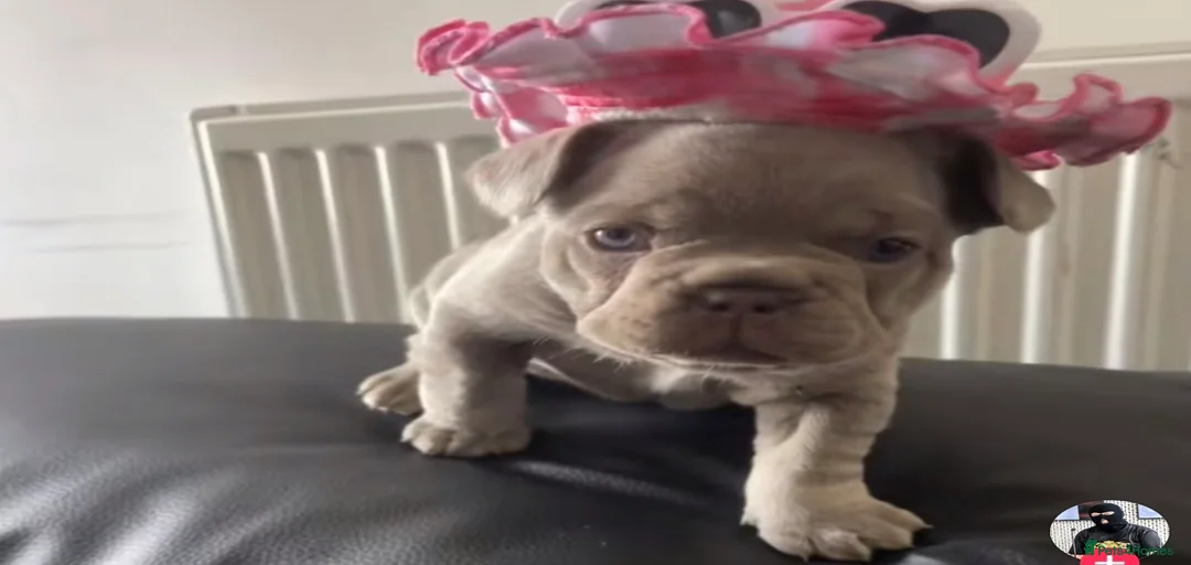 Gallery Image {{count}}