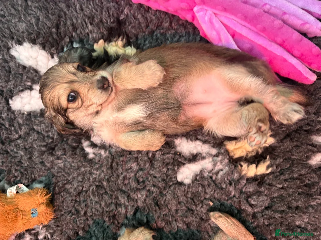 Dachshund dogs for sale: Shaded Cream Long Haired Minature Dachshunds - Advert 4