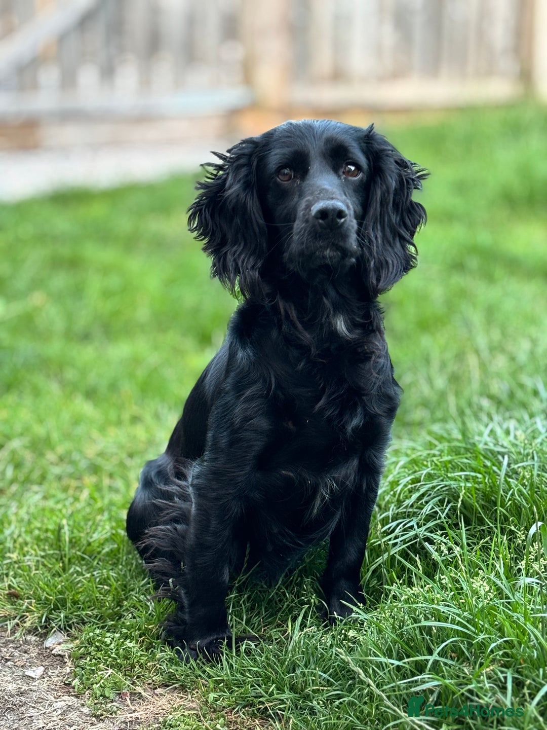 Cocker Spaniel dogs for sale: KC Reg Working Cocker bitches - Image 5