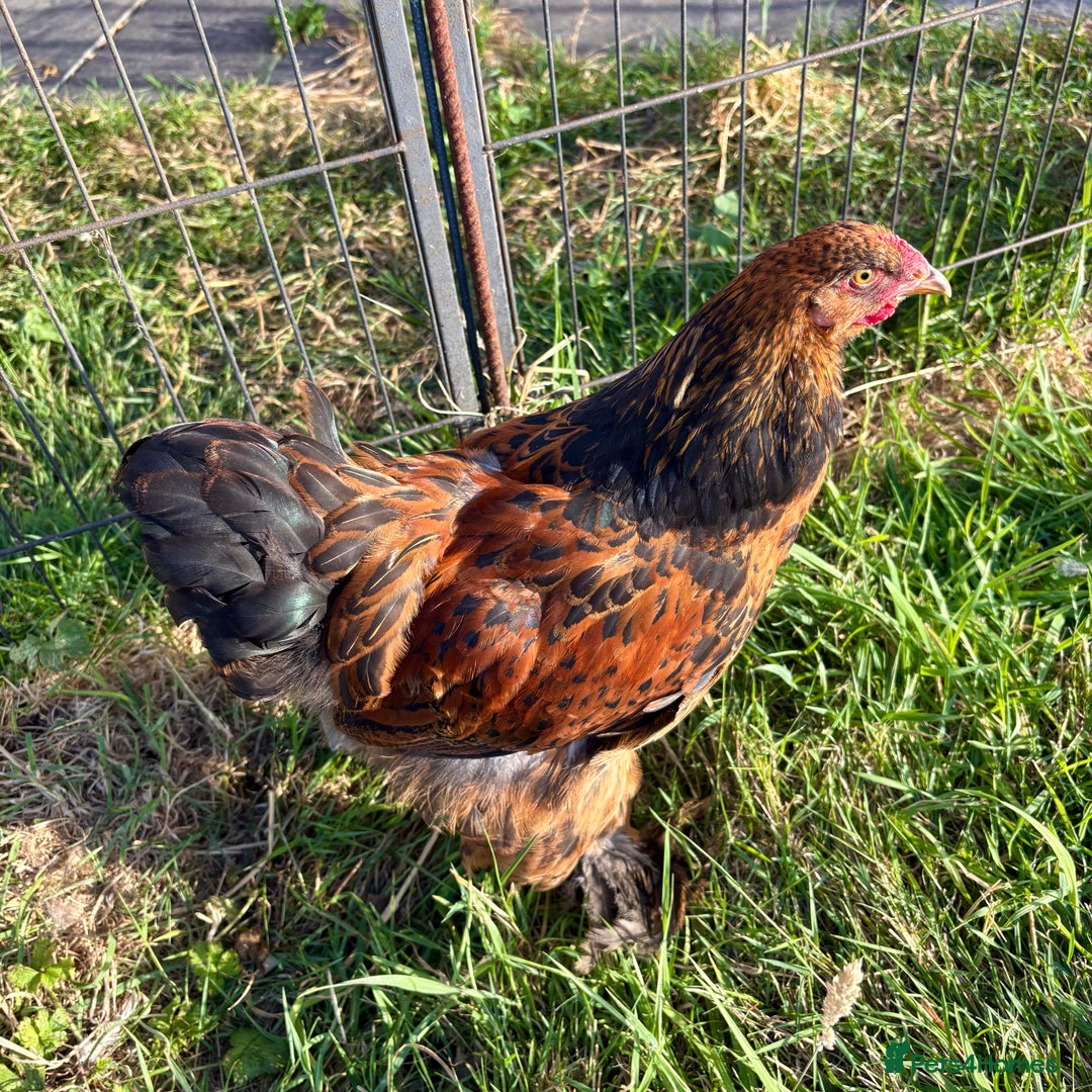 Chickens poultry for sale: Brahma Large Fowl Growers (Male & Female) - Image 6