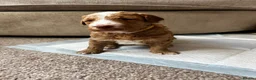 Australian Labradoodle dogs for sale: ⭐ Stunning Australian Labradoodles – Ready June ⭐ - Advert 9