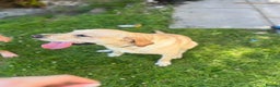 Labrador Retriever dogs for sale: Full breed golden Labrador  - Advert 4