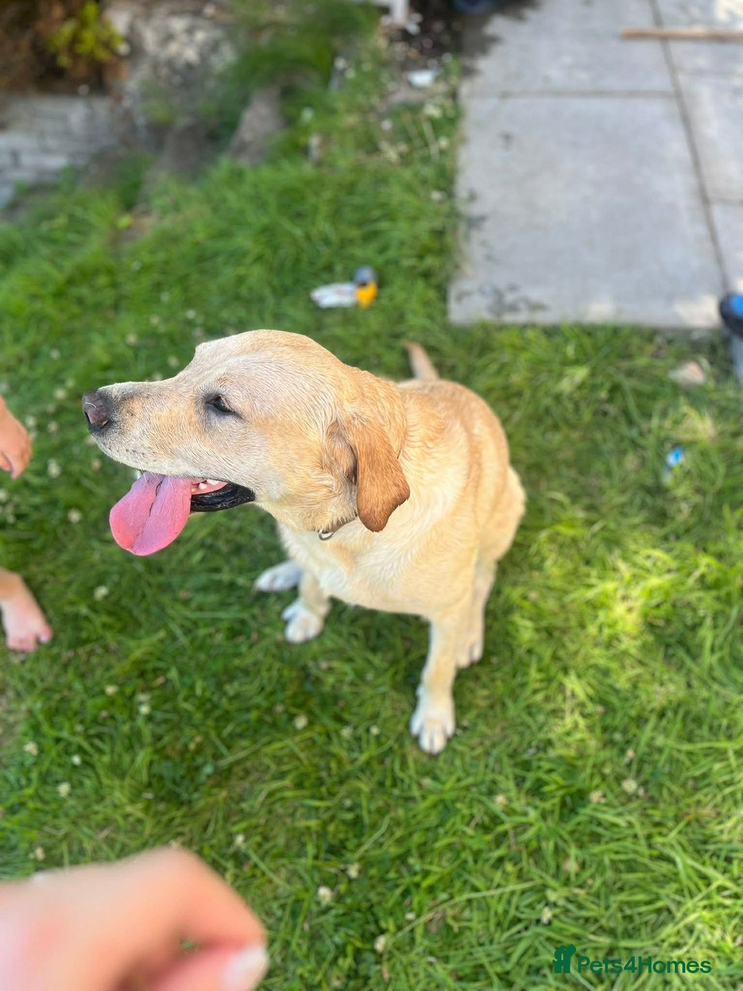 Labrador Retriever dogs for sale: Full breed golden Labrador  - Advert 4