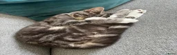 Mixed Breed cats for sale: Female kitten in Norwich - Advert 2