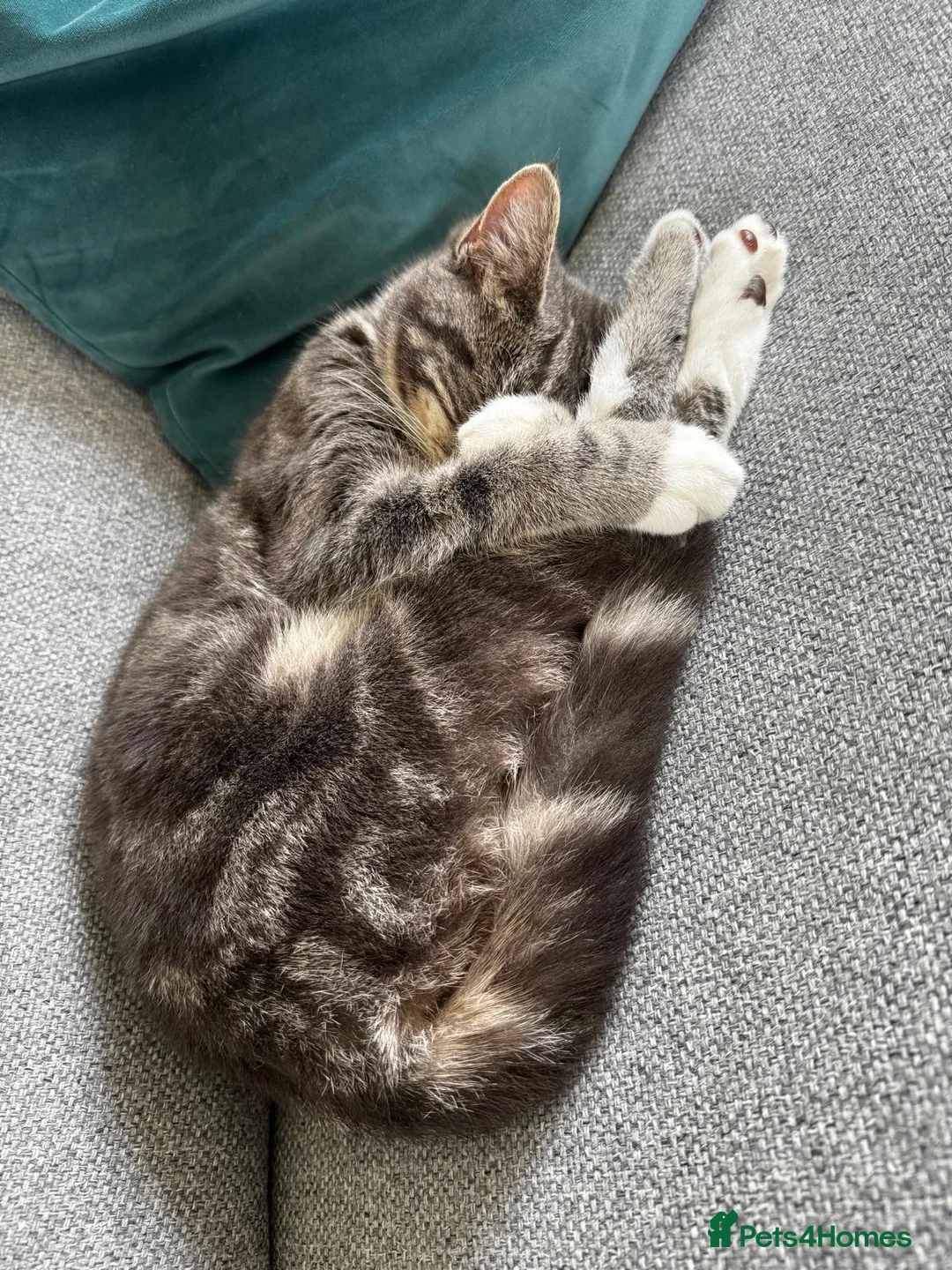 Mixed Breed cats for sale: Female kitten in Norwich - Advert 2