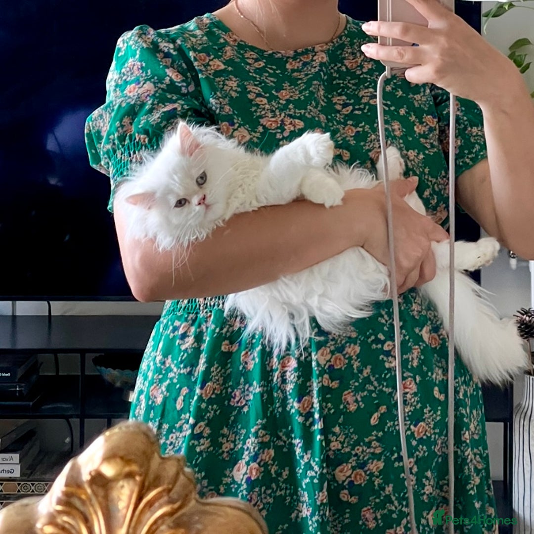 Persian cats for sale: Persian chinchilla kitten  - Image 3