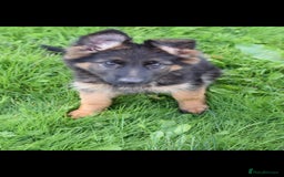 German Shepherd dogs for sale: German Shepherd pups  - Image 10