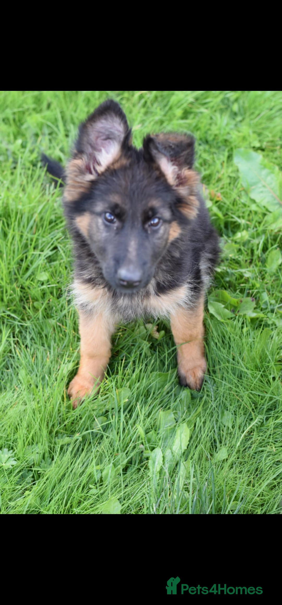 German Shepherd dogs for sale: German Shepherd pups  - Image 10