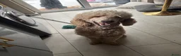 Poodle dogs for sale: Outstanding poodles different colours boys & girls in Liverpool - Advert 3