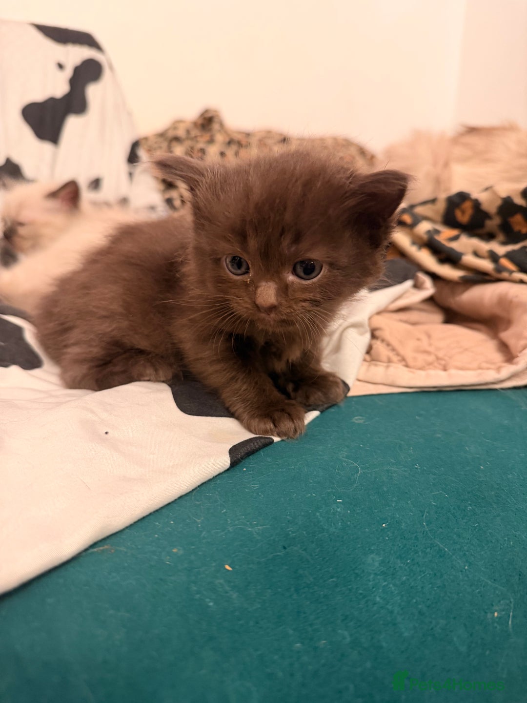 Ragdoll cats for sale: Beautiful Persia dolls  - Advert 20