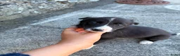 Border Collie dogs for sale: 7 Working Sheepdogs  - Advert 7
