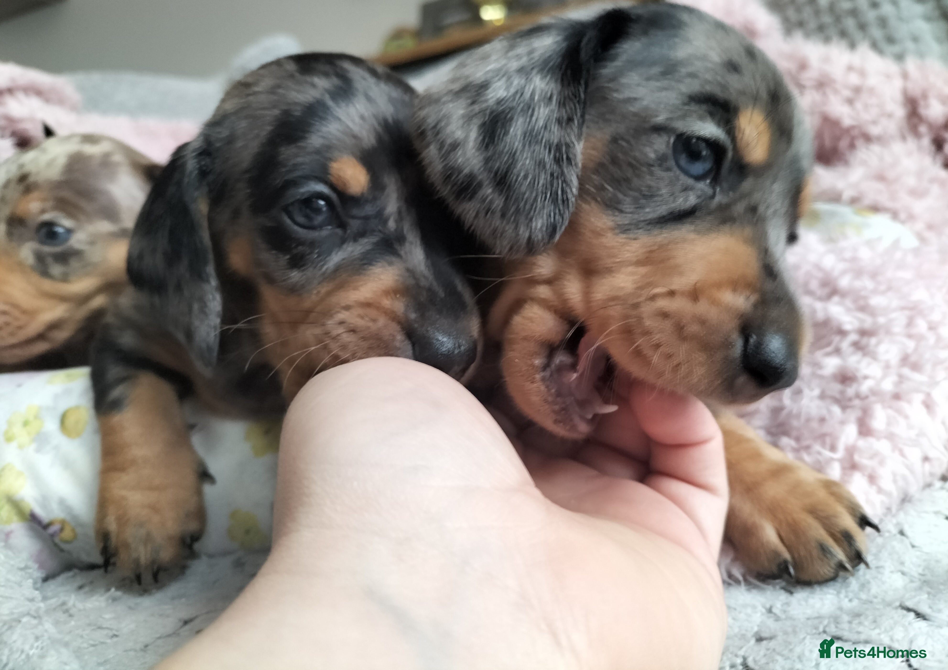 Miniature Dachshund dogs Beautiful miniature dachshunds 😊 - Advert 6